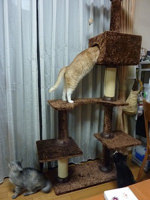 ねこ集まるキャットタワー
