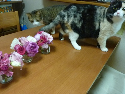 きゅうとちゃん