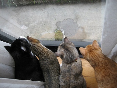 何かがいる？　＠猫画像