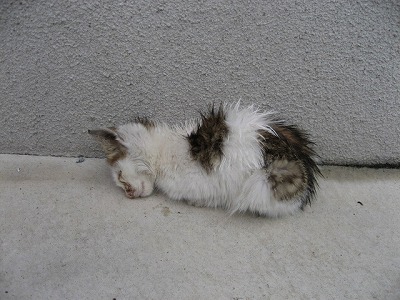 子猫ちゃん！　＠猫画像