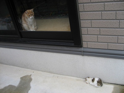 外から見るとこんな感じ　＠猫画像