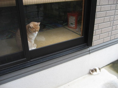 メロンくんからは見えてない　＠猫画像