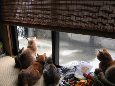 みんなの視線の先には…　＠猫画像