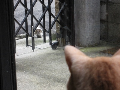 道路で寝てる…　＠猫画像