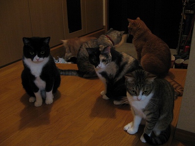 え？！猫草ないの？！　＠猫画像