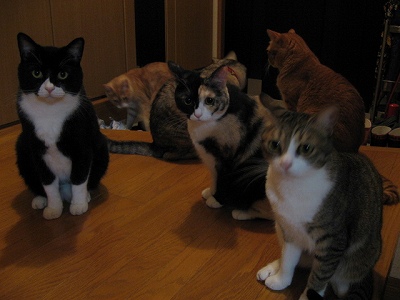 ガッカリだにゃ…　＠猫画像