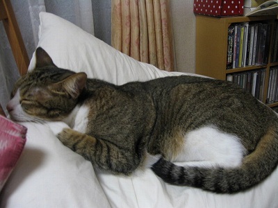 リンゴちゃん　＠猫画像