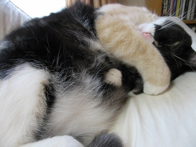 お手てがかわいい　＠猫画像