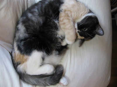 起きた？！　＠猫画像