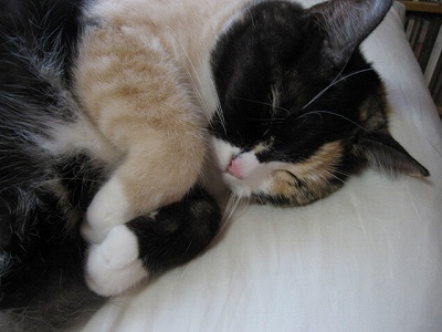 キョンシーポーズ　＠猫画像