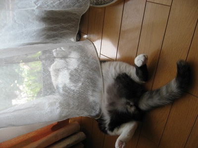 すごい格好だぜ、キュートちゃん　＠猫画像