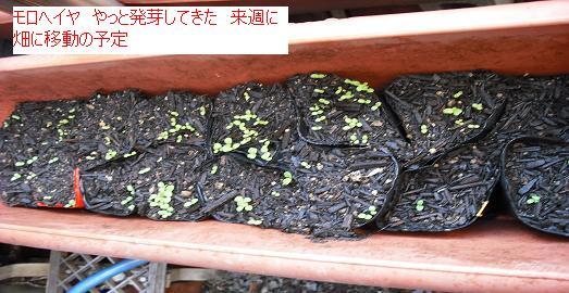 モロヘイヤ 種蒔きして発芽しているが 今年はモロヘイヤ 手間かかるので栽培はやめよう はた坊のブログ 家庭菜園を始めて17年目になりました 楽天ブログ