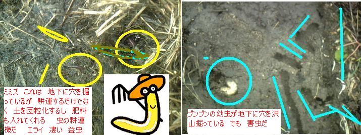 畑の生き物 その 30 ミミズ はた坊のブログ 家庭菜園を始めて17年目に 9月からは菜園に専念に なりました 楽天ブログ