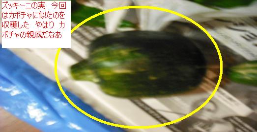 緑のズッキーニの成長点が折れてしまっている 強い風の所為かな はた坊のブログ 家庭菜園を始めて17年目に 9月からは菜園に専念に なりました 楽天ブログ 緑のズッキーニの成長点が折れてしまっている 強い風の所為かな はた坊のブログ 家庭菜園を始めて17年目に 9月からは菜園に専念に なりました 楽天ブログ