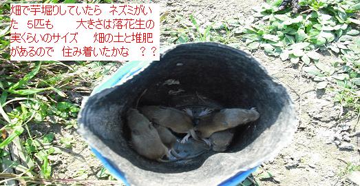 畑の生き物 その 40 ねずみ ネズミ 鼠 その２ はた坊のブログ 家庭菜園を始めて17年目になりました 楽天ブログ