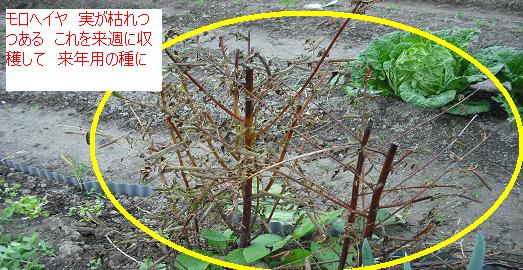 モロヘイヤの種 枯れてきた 来年用の種も収穫へ はた坊のブログ 家庭菜園を始めて17年目に 9月からは菜園に専念に なりました 楽天ブログ