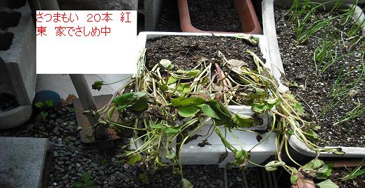 サツマイモ 苗は家で保管中 東日本大震災５２日後に はた坊のブログ 家庭菜園を始めて17年目に 9月からは菜園に専念に なりました 楽天ブログ