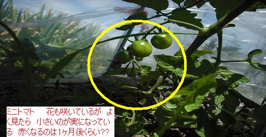 ミニトマト 実が付いてきている 赤くなるまで あと1ヶ月 はた坊のブログ 家庭菜園を始めて17年目に 9月からは菜園に専念に なりました 楽天ブログ