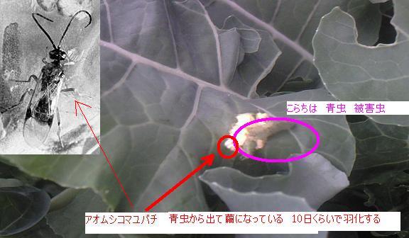 畑の生き物 その 32 アオムシコマユバチ 青虫小繭蜂 はた坊のブログ 家庭菜園を始めて17年目に 9月からは菜園に専念に なりました 楽天ブログ