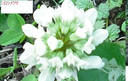 畑の畦の雑草 その16 シロツメクサ 白詰草 その2 はた坊のブログ 家庭菜園を始めて17年目になりました 楽天ブログ 畑の畦の雑草 その16 シロツメクサ 白詰草 その2 はた坊のブログ 家庭菜園を始めて17年目になりました 楽天ブログ
