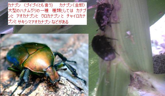 畑の生き物 その 10 カナブン 金蚊 はた坊のブログ 家庭菜園を始めて16年目になりました 楽天ブログ