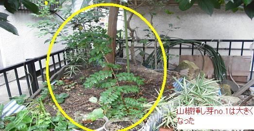 山椒 挿し芽5本の分 葉が虫に食われて残っているのは3本 はた坊のブログ 家庭菜園を始めて17年目になりました 楽天ブログ