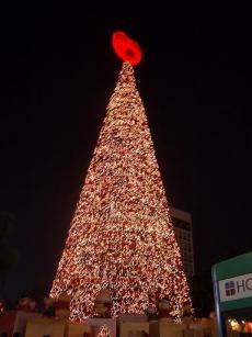 マンダリン　クリスマスツリー.JPG