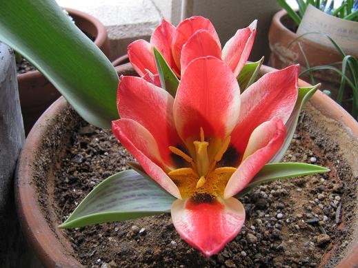 100410チューリップ5