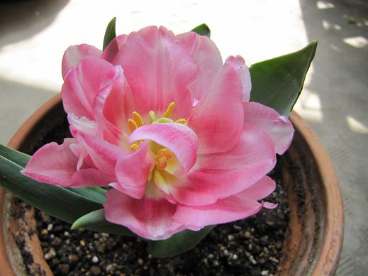 100410チューリップ6