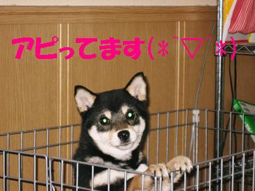 かえで