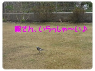 野鳥発見！.jpeg