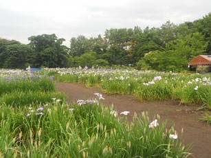 花菖蒲園　８