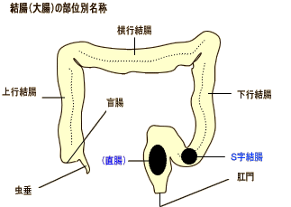 大腸模型図