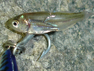 魚種、わかりません…
