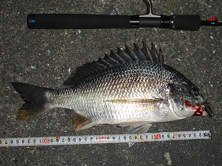 キビレ36cm