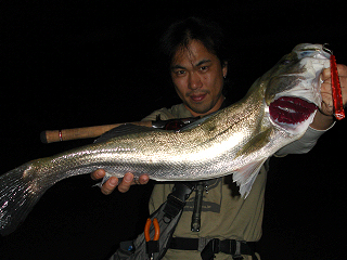 シーバス70cm