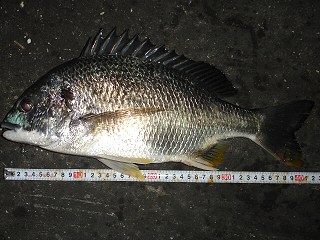 キビレ43cm