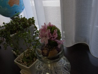 こたつ２０１２ 003.jpg