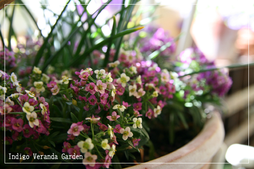 スイートアリッサム