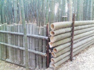 竹林2