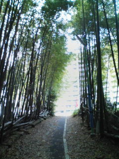 竹林3