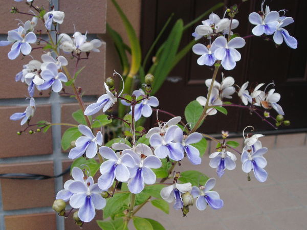 青い花 の記事一覧 趣味は園芸だけれども 楽天ブログ