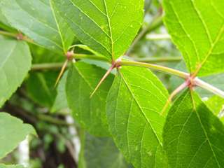 CIMG1362_R.JPG