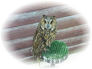 ふくろうさんです☆