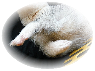 栗(まろん)さん♪