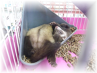 ふぇれっ子です♪