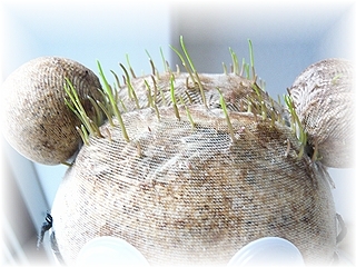 髪が生えてきた!!