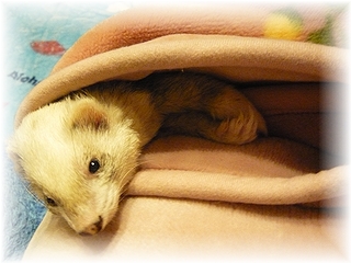 なぁにふぇれ～