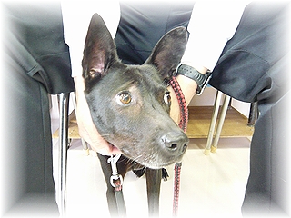 ワンちゃんです☆