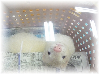 桃(ぴーち)様♪♪